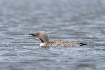 Red-throated loon, red-throated diver - Gavia stellata in breeding plumage swimming in water. Photo from  Iceland.