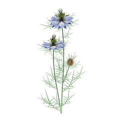 Nigella damask - Black cumin (lat. Nigella damascena) blue flowers with leaves, stems and seed pod - decorative, medicinal, spice plant. Realistic vector close-up drawing isolated on white background.