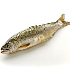 A raw fish on a white background