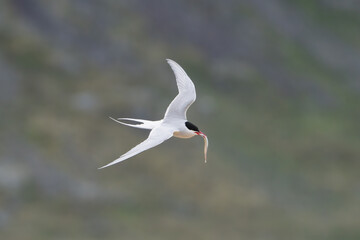 Arctic tern - Sterna paradisaea - with spread wings in flight with fish in beak at dark background....