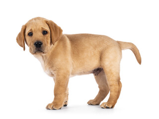 Cute 7 weeks old Labrador dog puppy, standing side ways. Looking towards camera. Isolated on a white background.