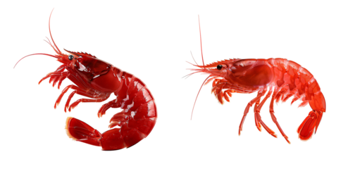 Abstract Red Shrimps Isolated on a White or Transparent Background.