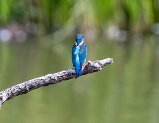 Fototapeta premium Male kingfisher perched on a branch