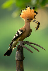 Eurasian hoopoe bird in early morning light ( Upupa epops ) © Piotr Krzeslak