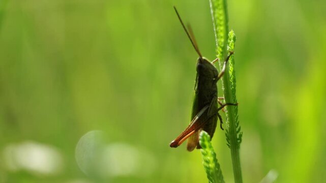 Green grasshopper sits on the grass and chirps	