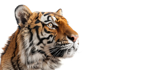 Obraz premium A close-up profile of a tiger. The tiger is looking to the right, an empty space for text. A banner for the zoo.