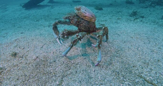 Spider crab walking with empty abalone shell on back.