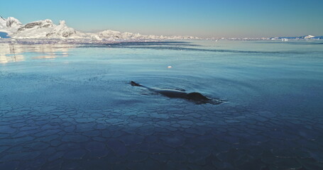 Obraz premium Big humpback whale swimming frozen polar ocean water. Explore wildlife in Antarctica. Untouched wilderness of South Pole. Nature conservation, travel, wild animals, ice floes, mountains. Slow motion
