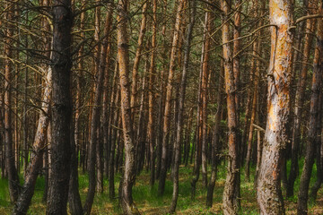 birch forest in spring
