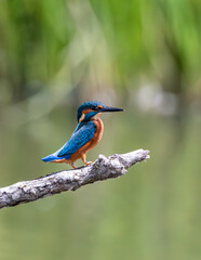 Male kingfisher perched on a branch