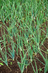Rows of green onion plants growing in a garden bed with rich, dark brown soil.