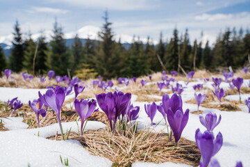 Beautiful spring landscape with snow and saffron flowers