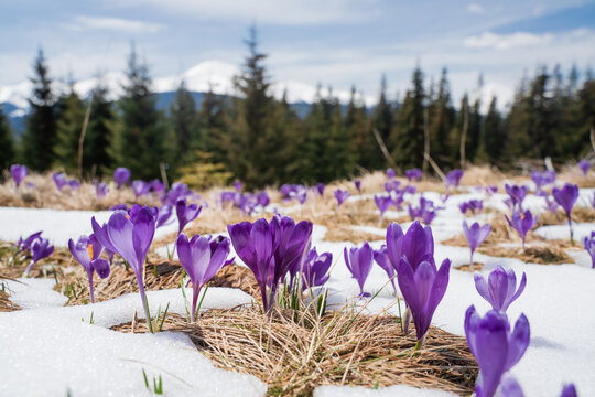 Beautiful spring landscape with snow and saffron flowers