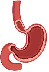 Human Stomach Anatomy or Digestion System Illustration