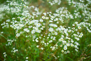 White wildflowers bloom in a field of green grass and foliage on a sunny day.