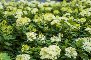 Obraz premium White hydrangea flowers border. Gardening concept.