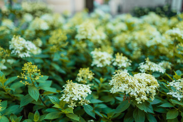 White hydrangea flowers border. Gardening concept.