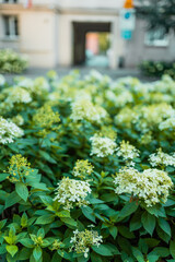 White hydrangea flowers border. Gardening concept.