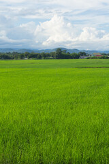 green rice field with sky in Thailand