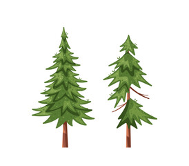 Vector Illustration Featuring Two Cartoon-style Evergreen Coniferous Trees. Image Showcases Detailed Greenery