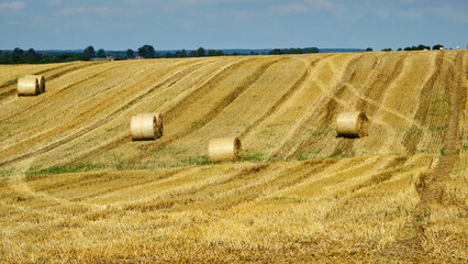 Fototapeta premium straw dries on a compressed field