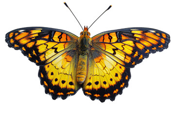 Obraz premium Majestic Butterfly on Transparent, png