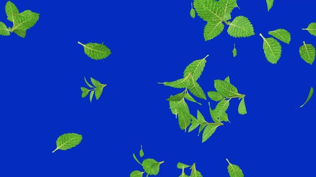 mint leaves falling isolated blue screen