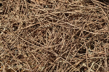 texture of pine needles on the ground