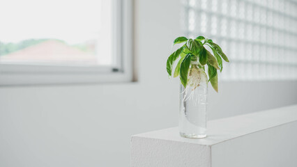 Fresh basil stem cut during water propagation in a clear glass jar at the windowsill with bright background with space for text