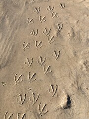 Spuren von Vögeln im Sand am Meer