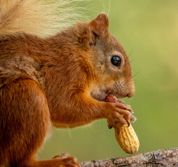 Obraz premium Close up portrait of a hungry little scottish red squirrel eating a nut