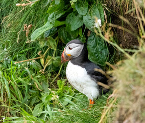 Atlantic puffin on the cliff side during breeding season