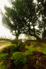 Fanal Forest. Misty forest in Fanal.  Old laurel tree in laurel tree forest in madeira in Portugal