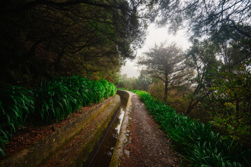 Naklejka premium Magical misty green forest with waterfalls in Levada do Norte, Madeira island, Portugal. PR17 Pinaculo e Folhadal