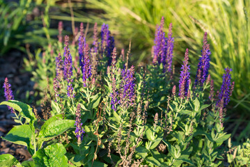 Salvia nemorosa,  woodland sage violet flowers closeup selective focus