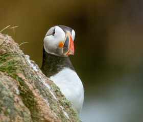 Atlantic puffin on the cliff side during breeding season