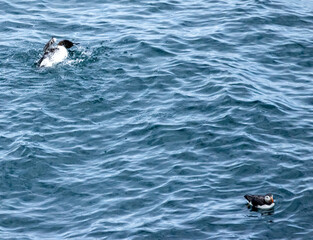 Fototapeta premium Guillemot seabird bathing in the blue water