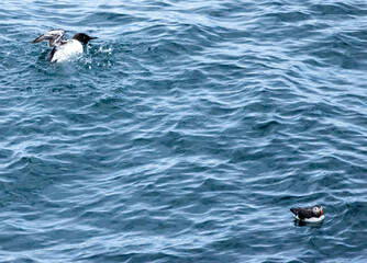 Guillemot seabird bathing in the blue water