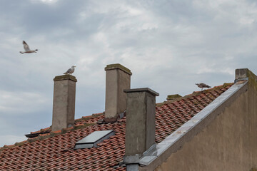 seagulls on a tiled roof
