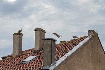 Naklejka premium seagulls on the roof in the rain, tiled roof, three chimneys, birds