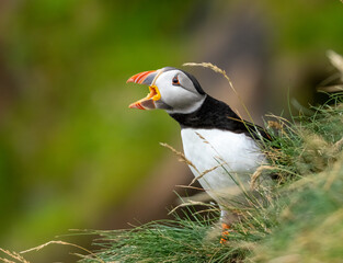 Fototapeta premium Atlantic puffin on the cliff side during breeding season