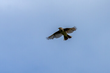 Fototapeta premium Meadow pipit in flight in the blue sky