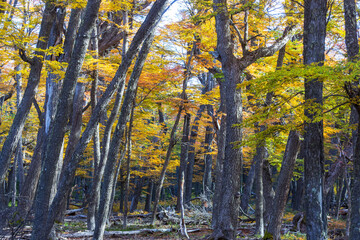 Autumn forest