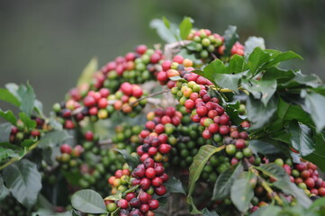 coffee berries on a branch