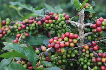 coffee berries on a branch