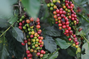 coffee berries on a branch