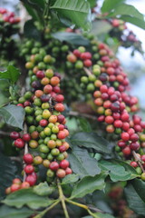 coffee berries on a branch