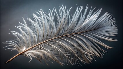 Vibrant grey feather showcases intricate barb structure in stunning detail, set against a rich deep grey matte background, highlighting nature's subtle beauty in ultra-high resolution.