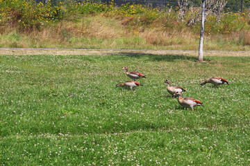 An image of wild geese on the embankment of the Main River in the city of Frankfurt am Main.