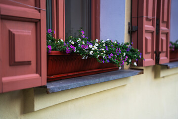 A flowerbed with flowers stands on the windowsill outside. Outdoor flower bed on the windowsill